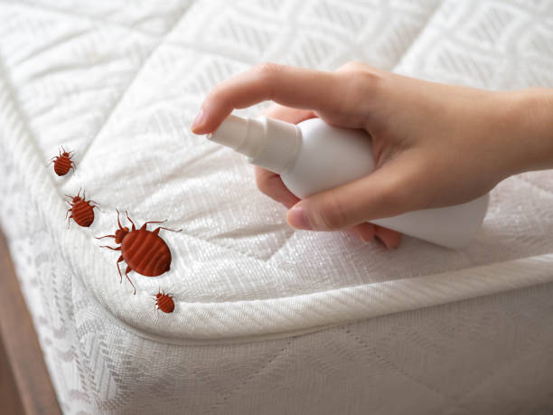 Best Local Pest Control Services  in Groveport, OH