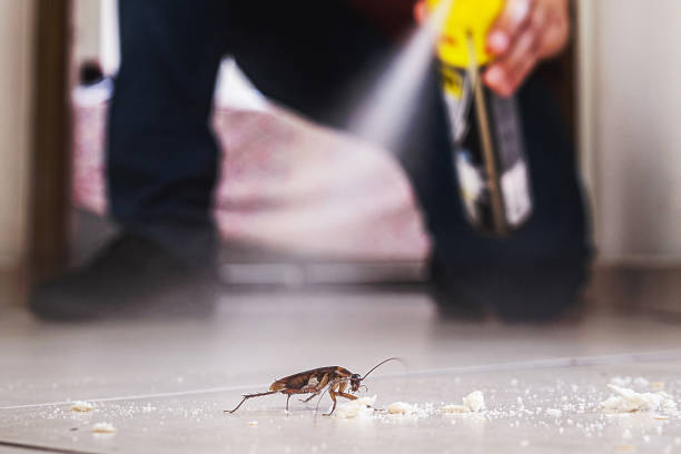 Best Flea Control Services  in Groveport, OH