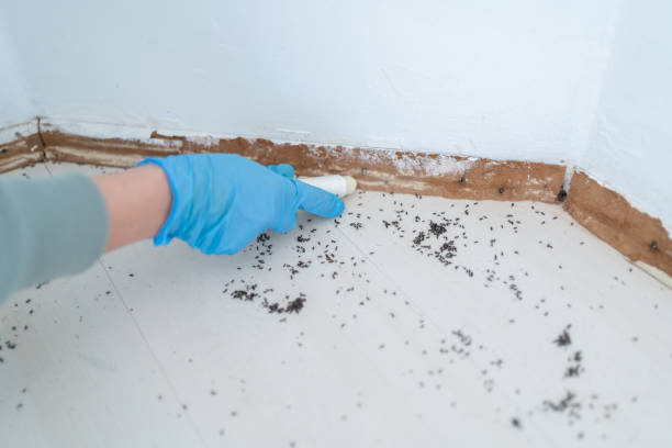 Wasp Removal Services in Groveport, OH