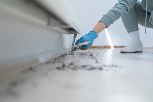 Best Termite Control Services  in Groveport, OH