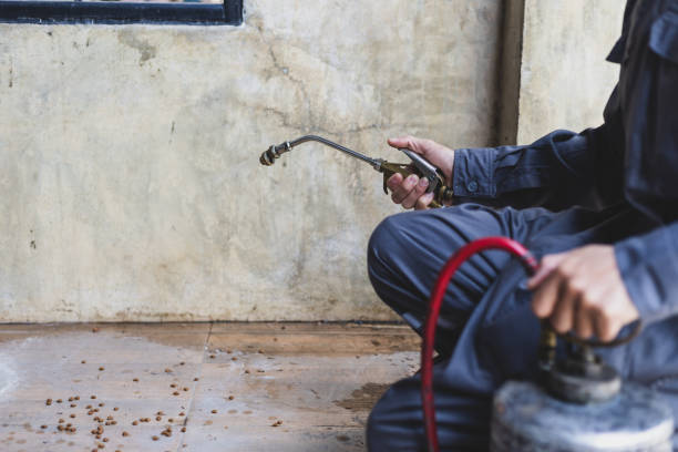 Best Wasp Removal Services  in Groveport, OH